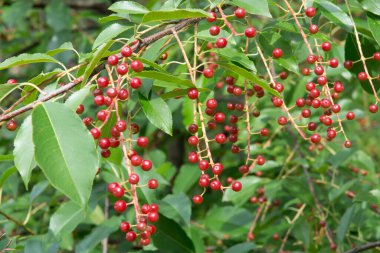 Siyah, olgun Amerikan kuş kiraz üzümleriyle dolu bir dal.