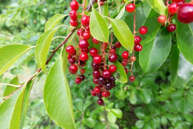 Siyah, olgun Amerikan kuş kiraz üzümleriyle dolu bir dal.