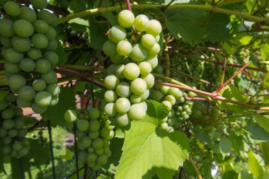 Küçük bir arka bahçedeki çalılıklarda olgunlaşan yeşil üzüm meyveleri.