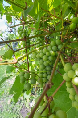 Küçük bir arka bahçedeki çalılıklarda olgunlaşan yeşil üzüm meyveleri.