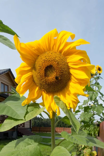 Słonecznik Kwitnący Pszczołami Zbierającymi Miód Zbliżenie — Zdjęcie stockowe