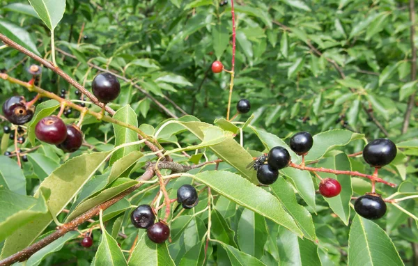 Ein Zweig Mit Schwarzen Reifen Amerikanischen Vogelkirschbeeren — Stockfoto