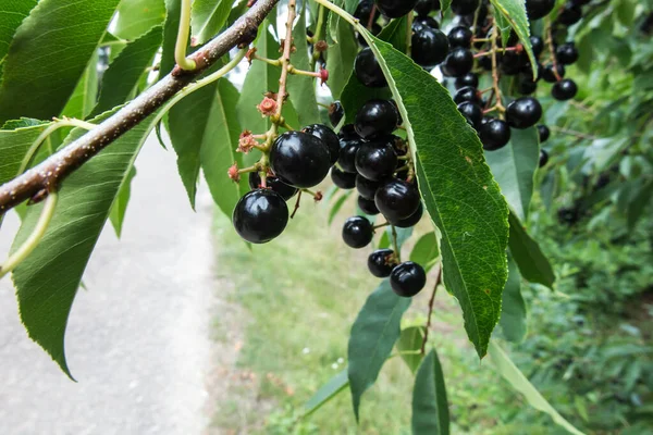 Ein Zweig Mit Schwarzen Reifen Amerikanischen Vogelkirschbeeren — Stockfoto