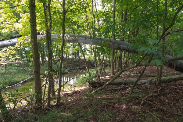 Árvores Selvagens Arbustos Nas Cabeceiras Rio Mala Paew Polónia — Fotografia de Stock