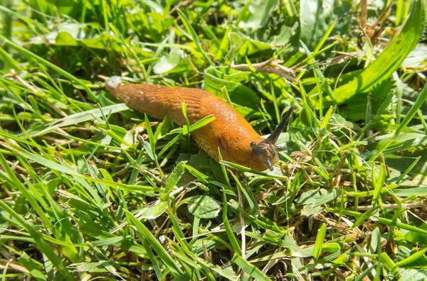 Snigel Utan Skal Våt Gräsmatta Efter Regn — Stockfoto