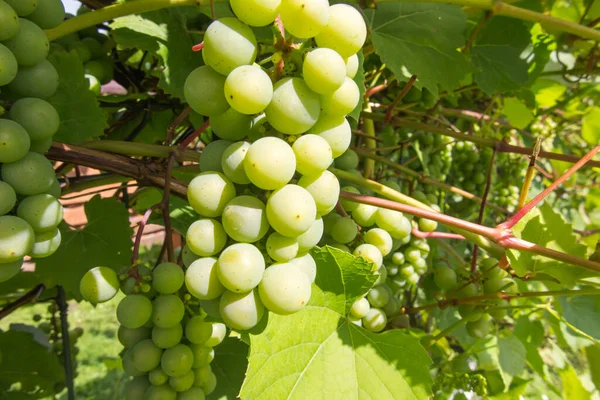 Buah Anggur Hijau Matang Semak Semak Kebun Kecil Halaman Belakang — Stok Foto