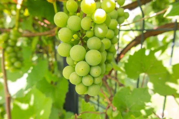 Buah Anggur Hijau Matang Semak Semak Kebun Kecil Halaman Belakang — Stok Foto
