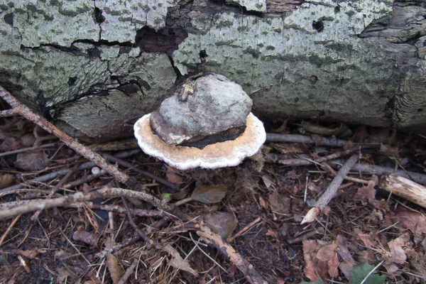 Huba Cuerpo Fructífero Hongo Arbóreo Bosque Oscuro Sobre Tronco Árbol —  Fotos de Stock