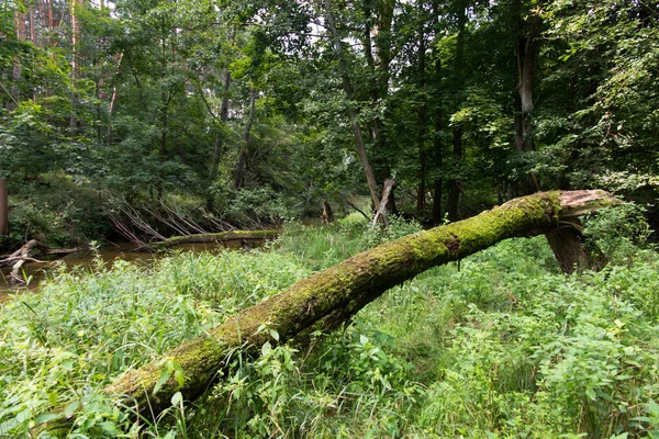 Árvores Selvagens Arbustos Nas Cabeceiras Rio Mala Paew Polónia — Fotografia de Stock