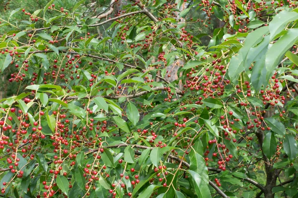 Ein Zweig Mit Schwarzen Reifen Amerikanischen Vogelkirschbeeren — Stockfoto