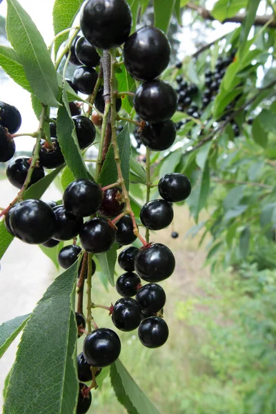 Ein Zweig Mit Schwarzen Reifen Amerikanischen Vogelkirschbeeren — Stockfoto