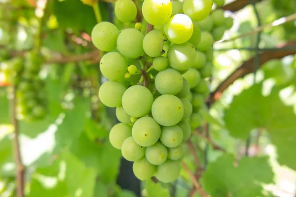 Frutos Uva Verde Madurando Los Arbustos Una Pequeña Plantación Patio — Foto de Stock