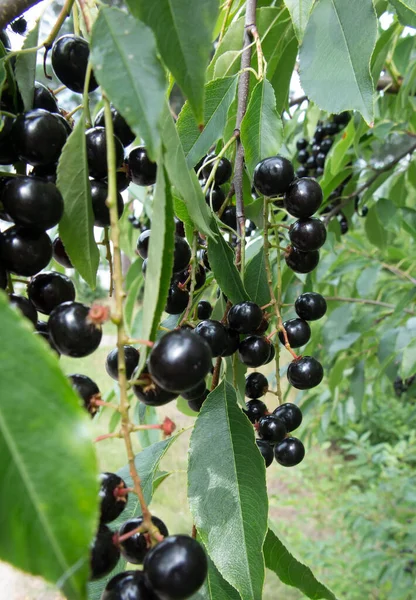 Una Ramita Con Moras Cereza Americanas Maduras Negras —  Fotos de Stock