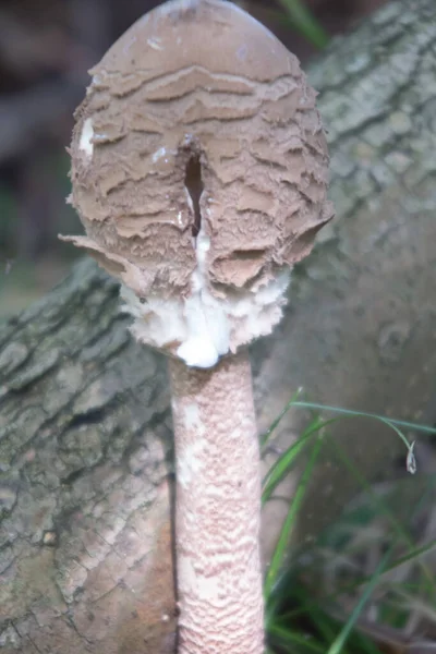 金银花风筝 Macrolepiota Procera 一种蘑菇科的伞形蘑菇 发育不足 生长在树木凋零的森林中 — 图库照片