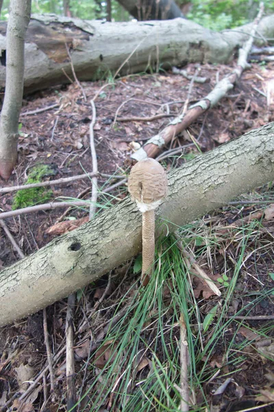 Czubajka Kite Macrolepiota Procera Cogumelo Guarda Chuva Família Dos Cogumelos — Fotografia de Stock