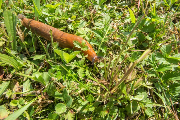 Snigel Utan Skal Våt Gräsmatta Efter Regn — Stockfoto