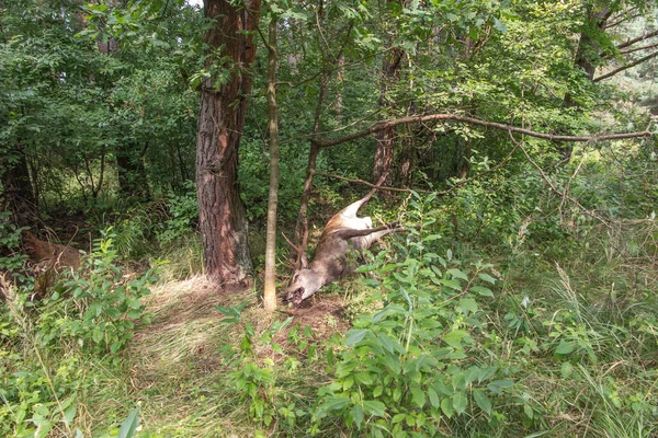 Ein Totes Reh Anfänglichem Verwesungszustand Das Den Wäldern Fluss Mala — Stockfoto