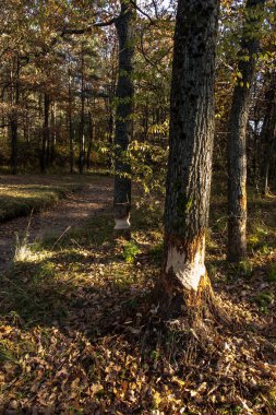 Nehirlerde yaşayan kunduzların orman tahribatı. Isırılmış bir meşe kabuğu.