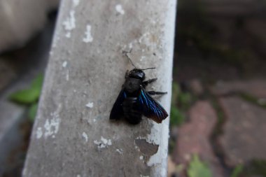 Sinek gibi bir böcek, ama biraz daha farklı ve daha obez. Büyük, kıllı sinek.,