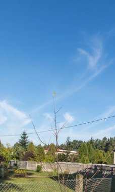 Sonbahar ve kış gelmeden önce, genç bir kiraz ağacının son yaprağı.