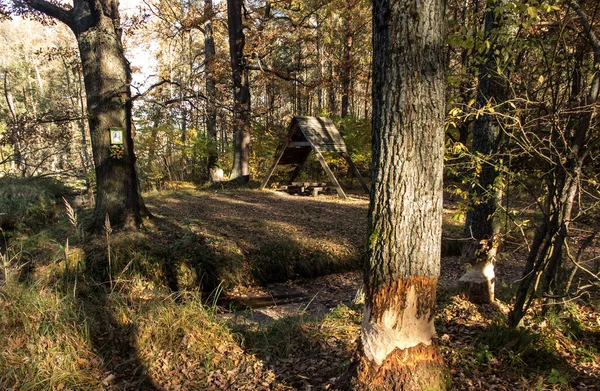 Zniszczenia Lasów Przez Bobry Żyjące Strumieniach Dąb Ugryzioną Korą — Zdjęcie stockowe