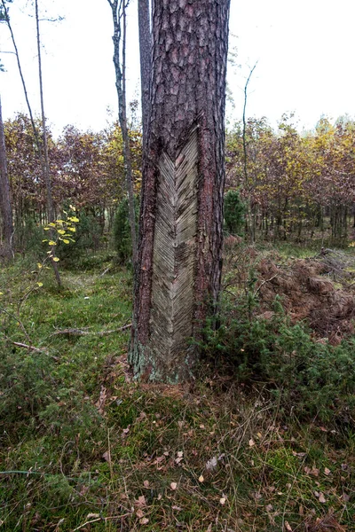 Verharzungsspuren Der Nadelrinde Beschädigte Baumrinde Bei Harzgewinnung — Stockfoto