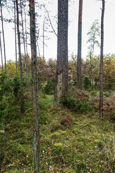 Сліди Пом Якшення Хвойній Корі Пошкоджена Кора Дерева Отриманні Смоли — стокове фото