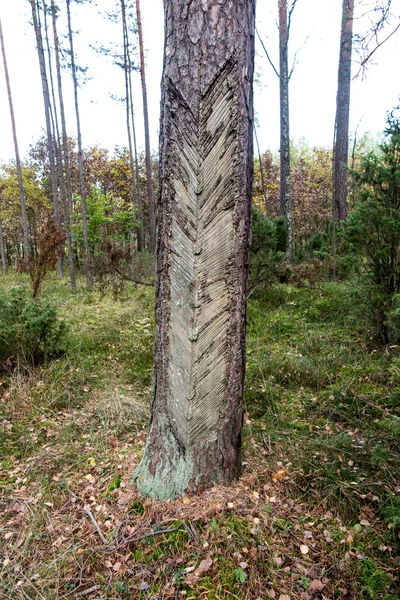 Vestígios Resinização Casca Coníferas Casca Árvore Danificada Quando Resina Obtida — Fotografia de Stock