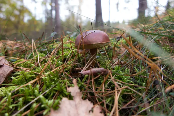 Boletus Marrón Creciendo Bosque Sobre Musgo Entre Agujas Hojas —  Fotos de Stock