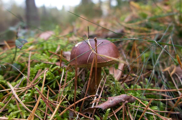 Boletus Marrón Creciendo Bosque Sobre Musgo Entre Agujas Hojas —  Fotos de Stock