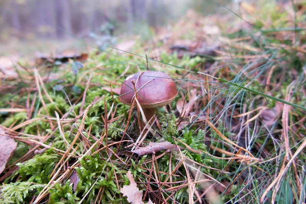 Boletus Marrón Creciendo Bosque Sobre Musgo Entre Agujas Hojas —  Fotos de Stock