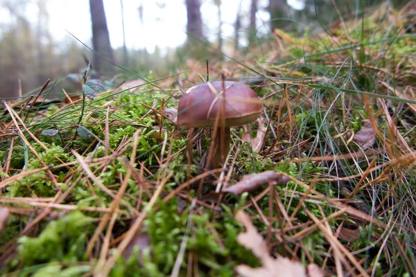Ruskea Boletus Kasvaa Metsässä Sammalta Neulasten Lehtien — kuvapankkivalokuva