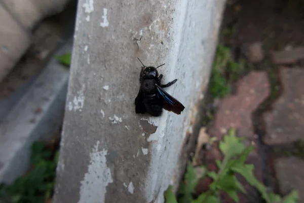 Insecto Parecido Una Mosca Pero Ligeramente Diferente Más Obeso Mosca — Foto de Stock