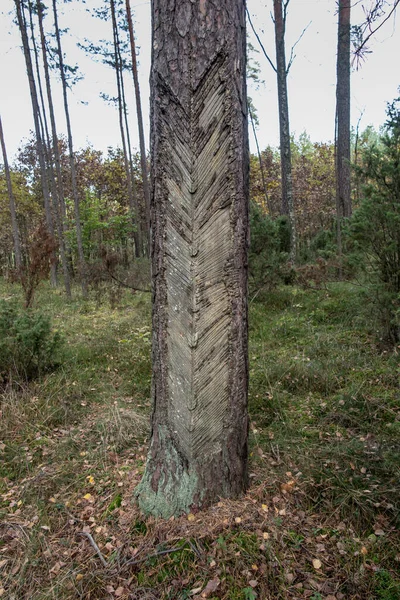 Ślady Żywicy Krze Iglastej Uszkodzona Kora Drzewa Uzyskaniu Żywicy — Zdjęcie stockowe