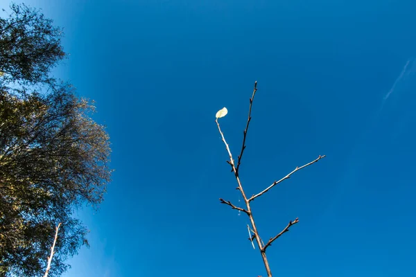 Останній Самотній Лист Молодому Вишневому Дереві Осені Зими Прийде — стокове фото