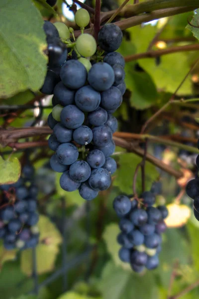 Anggur Matang Sekelompok Anggur Biru Matang Close — Stok Foto
