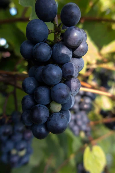Anggur Matang Sekelompok Anggur Biru Matang Close — Stok Foto