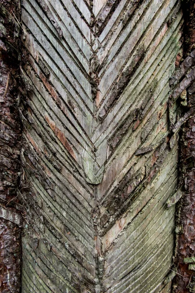 針葉樹の樹皮に樹脂化する痕跡 樹脂が得られたときの損傷した木の樹皮 — ストック写真