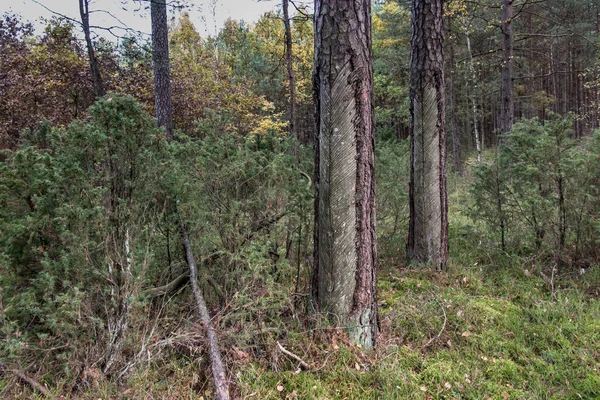 Kozalaklı kabukta resinizasyon izleri var. Reçine elde edildiğinde ağaç kabuğu zarar görür.