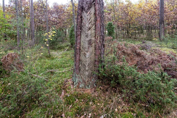 Jejak Resinisasi Pada Kulit Kayu Konifer Kulit Pohon Yang Rusak — Stok Foto
