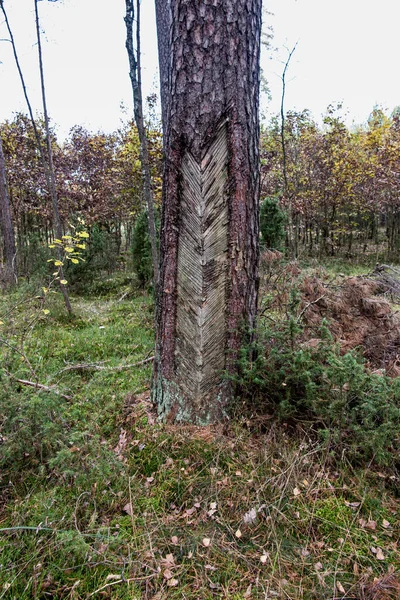 Ślady Żywicy Krze Iglastej Uszkodzona Kora Drzewa Uzyskaniu Żywicy — Zdjęcie stockowe