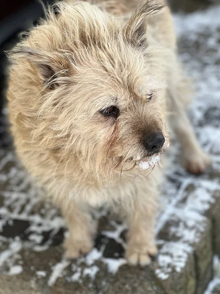 Ein Kleiner Zotteliger Mischling Mit Hellbraunem Fell Winter — Stockfoto