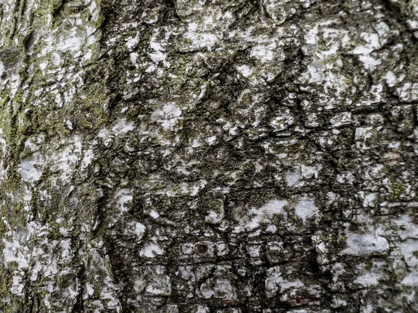 Březová Kůra Close Zimě Jako Pozadí — Stock fotografie