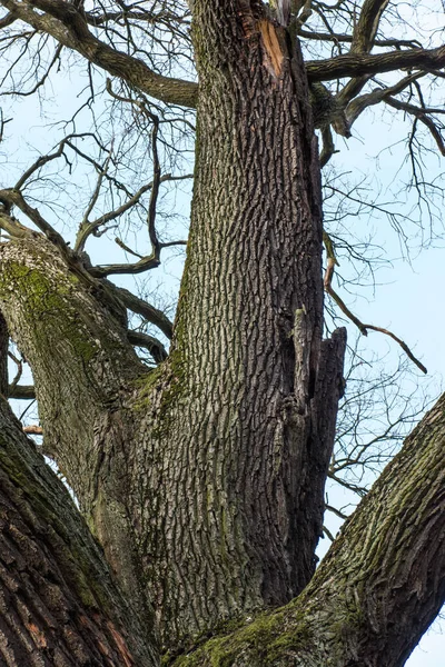 Παλιό Δέντρο Ένα Ίχνος Των Κεραυνών Στον Κορμό — Φωτογραφία Αρχείου