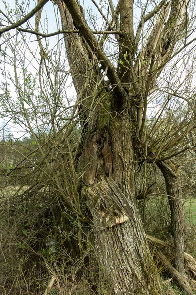 Árvore Velha Com Traço Relâmpago Tronco — Fotografia de Stock
