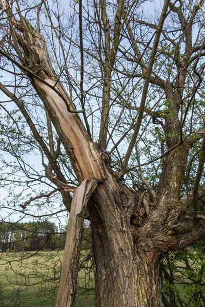 Árvore Velha Com Traço Relâmpago Tronco — Fotografia de Stock