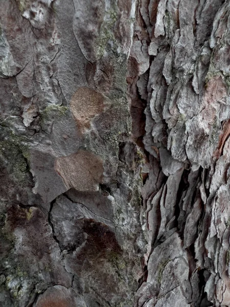 Pine Bark Close Winter Background — Stock Photo, Image