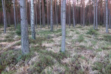 Çam ormanının arka planında çimenli bir çalılık var