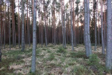 Çam ormanının arka planında çimenli bir çalılık var