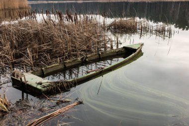 old wooden boat full of water in the reeds on the lake clipart